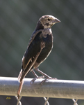 Brown headed Cowbird 5020